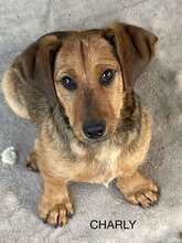 CHARLY, Hund, Dackel-Mix in Ungarn - Bild 1