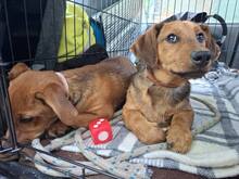 CHARLY, Hund, Dackel-Mix in Ungarn - Bild 2