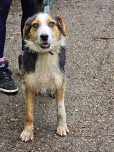 MOMO, Hund, Mischlingshund in Belgien - Bild 1
