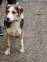 MOMO, Hund, Mischlingshund in Belgien - Bild 4