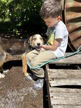 MOMO, Hund, Mischlingshund in Belgien - Bild 5