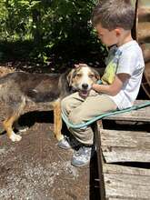 MOMO, Hund, Mischlingshund in Belgien - Bild 6