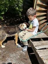 MOMO, Hund, Mischlingshund in Belgien - Bild 7