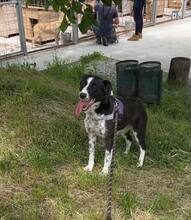 PREYA, Hund, Mischlingshund in Bulgarien - Bild 1