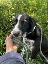 PREYA, Hund, Mischlingshund in Bulgarien - Bild 2