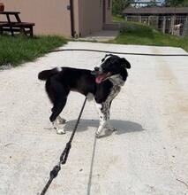 PREYA, Hund, Mischlingshund in Bulgarien - Bild 3