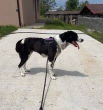 PREYA, Hund, Mischlingshund in Bulgarien - Bild 4