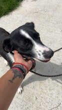 PREYA, Hund, Mischlingshund in Bulgarien - Bild 5