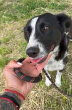 PREYA, Hund, Mischlingshund in Bulgarien - Bild 6