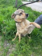 ANDY, Hund, Mischlingshund in Bulgarien - Bild 1
