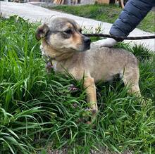 ANDY, Hund, Mischlingshund in Bulgarien - Bild 2