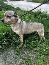 ANDY, Hund, Mischlingshund in Bulgarien - Bild 3