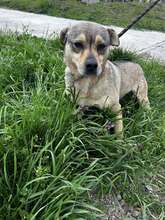 ANDY, Hund, Mischlingshund in Bulgarien - Bild 4