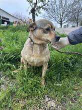 ANDY, Hund, Mischlingshund in Bulgarien - Bild 5
