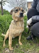 ANDY, Hund, Mischlingshund in Bulgarien - Bild 6