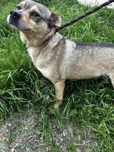 ANDY, Hund, Mischlingshund in Bulgarien - Bild 7