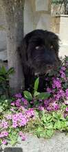 CARLO, Hund, Mischlingshund in Recklinghausen - Bild 1