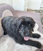 CARLO, Hund, Mischlingshund in Recklinghausen - Bild 2