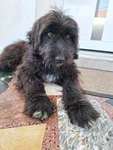 CARLO, Hund, Mischlingshund in Recklinghausen - Bild 3