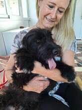 CARLO, Hund, Mischlingshund in Recklinghausen - Bild 4