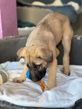 TURRONA, Hund, Mischlingshund in Spanien - Bild 2