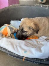 TURRONA, Hund, Mischlingshund in Spanien - Bild 3
