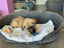 TURRONA, Hund, Mischlingshund in Spanien - Bild 6