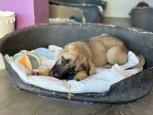 TURRONA, Hund, Mischlingshund in Spanien - Bild 7