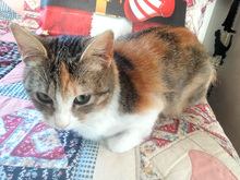 MARTINA, Katze, Europäisch Kurzhaar in Iggensbach - Bild 2