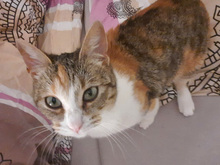 MARTINA, Katze, Europäisch Kurzhaar in Iggensbach - Bild 3