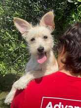 LILLY, Hund, Terrier-Mix in Italien - Bild 1
