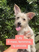 LILLY, Hund, Terrier-Mix in Italien - Bild 2