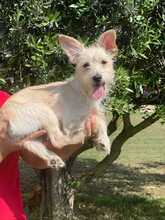 LILLY, Hund, Terrier-Mix in Italien - Bild 4