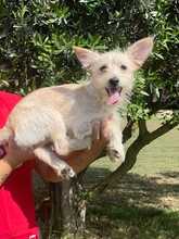 LILLY, Hund, Terrier-Mix in Italien - Bild 5