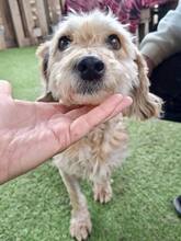 GIULIA, Hund, Mischlingshund in Rumänien - Bild 1