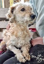 GIULIA, Hund, Mischlingshund in Rumänien - Bild 10
