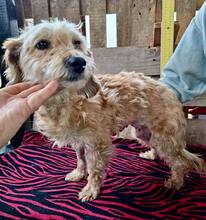 GIULIA, Hund, Mischlingshund in Rumänien - Bild 11