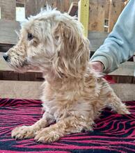 GIULIA, Hund, Mischlingshund in Rumänien - Bild 14
