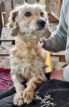 GIULIA, Hund, Mischlingshund in Rumänien - Bild 15