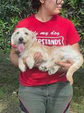 PERLA, Hund, Terrier-Mix in Italien - Bild 1