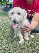 PERLA, Hund, Terrier-Mix in Italien - Bild 2