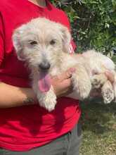 PERLA, Hund, Terrier-Mix in Italien - Bild 3