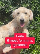 PERLA, Hund, Terrier-Mix in Italien - Bild 4