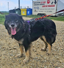 ISMELDA, Hund, Mischlingshund in Rumänien - Bild 1