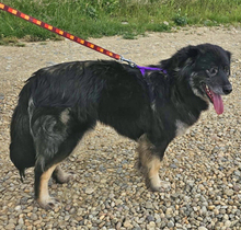 ISMELDA, Hund, Mischlingshund in Rumänien - Bild 2
