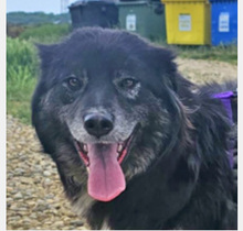 ISMELDA, Hund, Mischlingshund in Rumänien - Bild 3