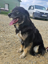ISMELDA, Hund, Mischlingshund in Rumänien - Bild 4