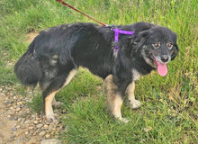 ISMELDA, Hund, Mischlingshund in Rumänien - Bild 5