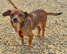 DANTE, Hund, Mischlingshund in Rumänien - Bild 1