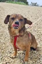 DANTE, Hund, Mischlingshund in Rumänien - Bild 2